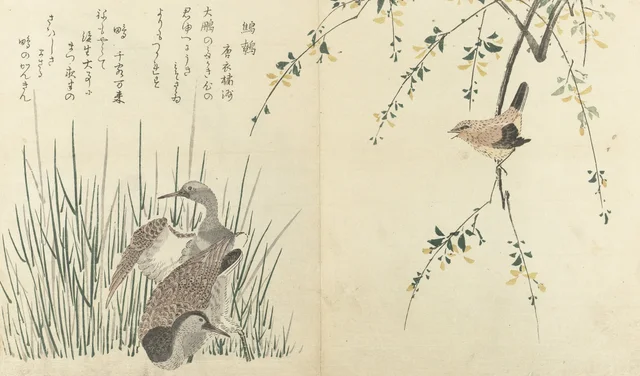 Chochín y dos agachadizas, del libro ilustrado de los pájaros, Kitagawa Utamaro