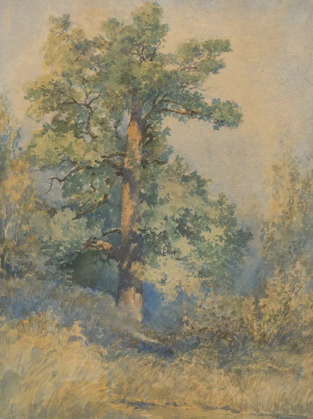 Árbol
