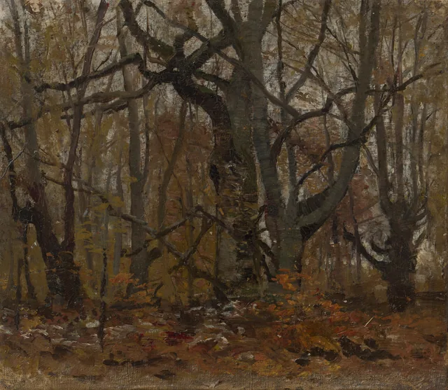Autumn Forest
