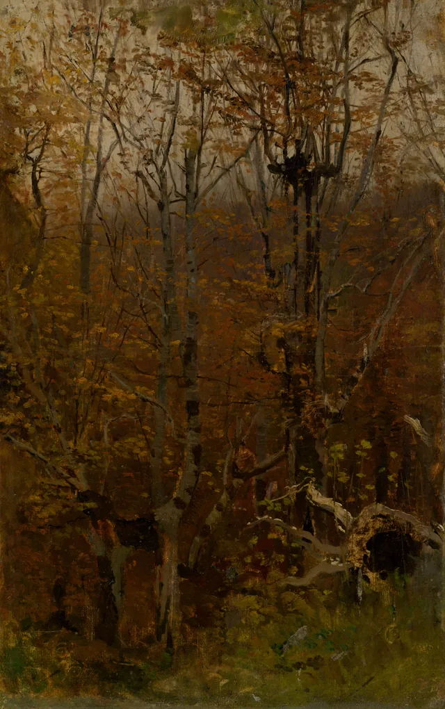 Autumn Deciduous Forest