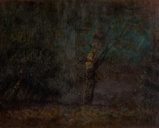 Interior de um bosque de bétulas
