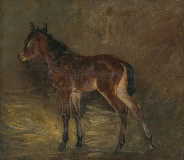 Foal