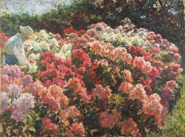 Rhododendrons dans le jardin de Dagminne