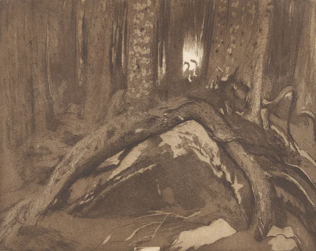 Bosque de abetos, raíces (III)