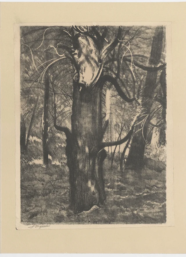 Um teixo (das florestas de Tuchola), Leon Wyczółkowski