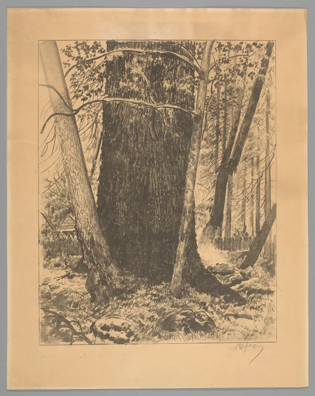 ヤギェウォ家の樫(版画集「ビャウォヴィエジャの印象」の外), レオン・ヴィチュウコフスキ