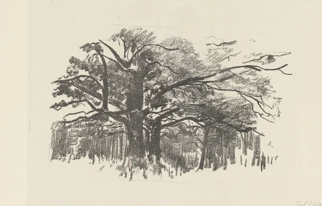 Carvalhos diante da floresta