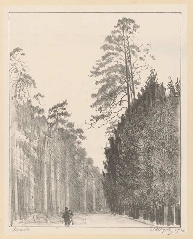 Caminho através da floresta