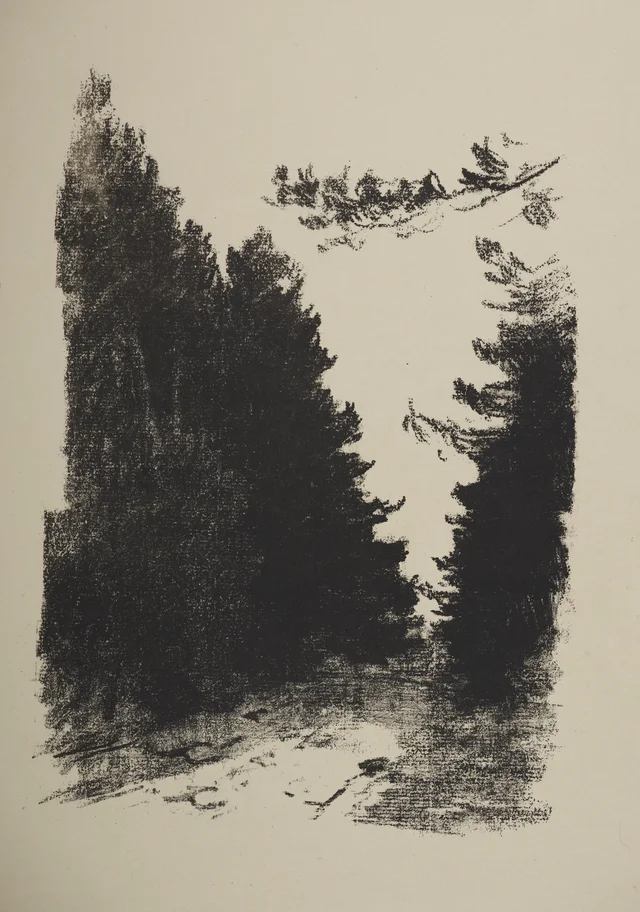 Caminho na floresta