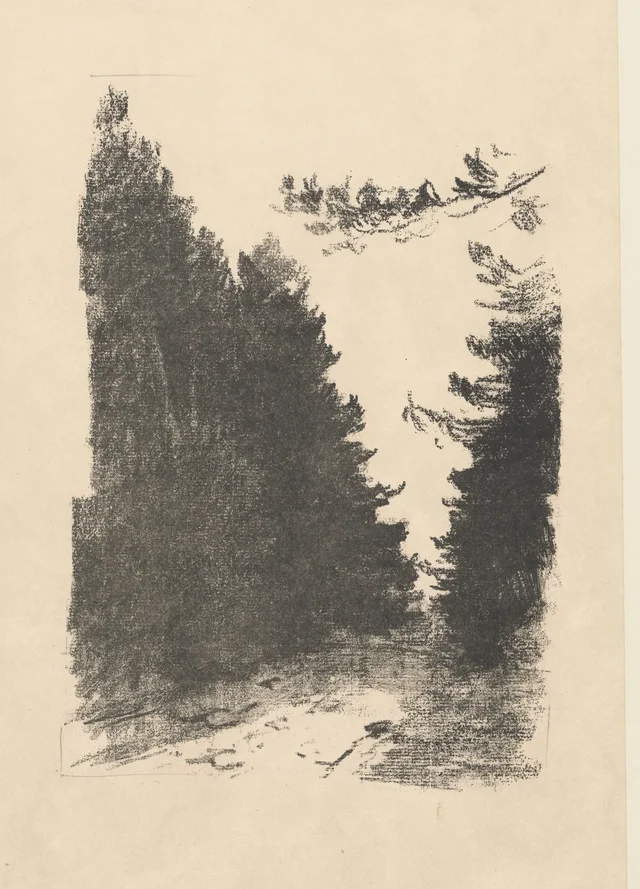 Caminho na floresta
