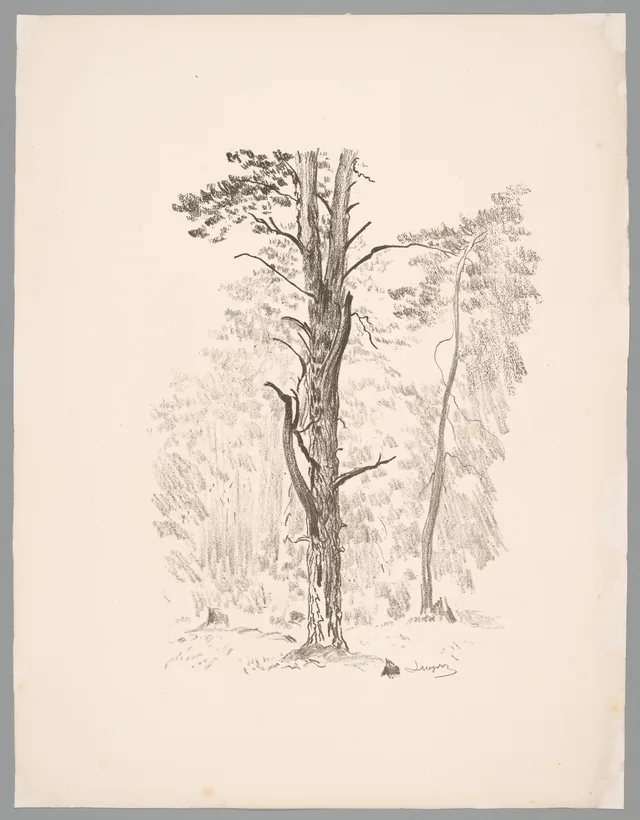 Uma árvore diante da floresta