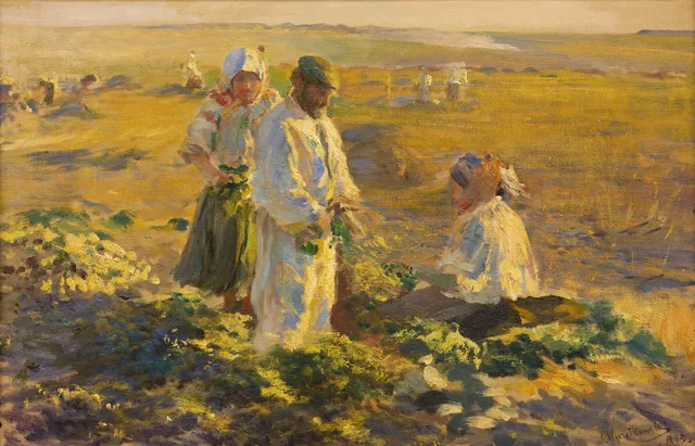 A colheita das beterrabas