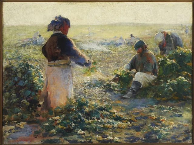 A colheita das beterrabas
