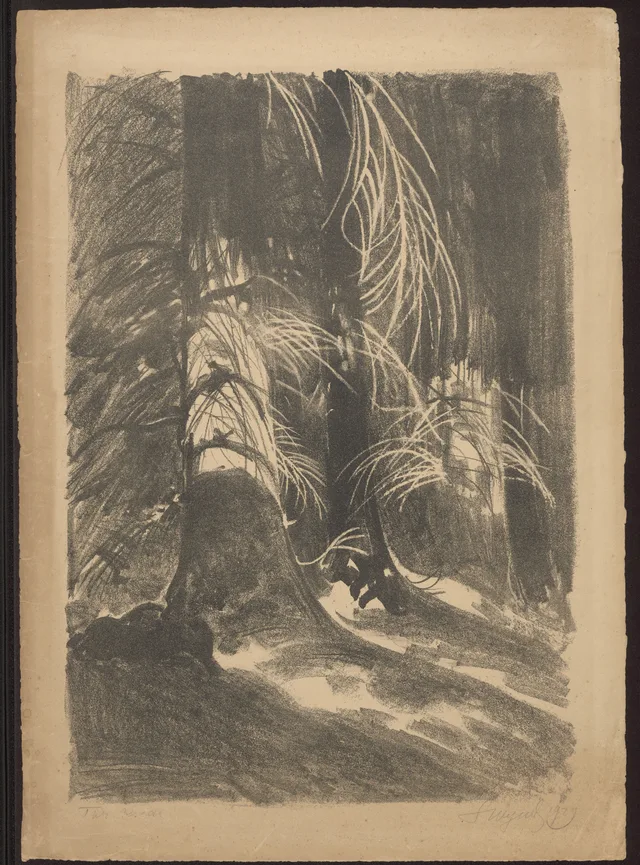Lariços ao sol, Leon Wyczółkowski