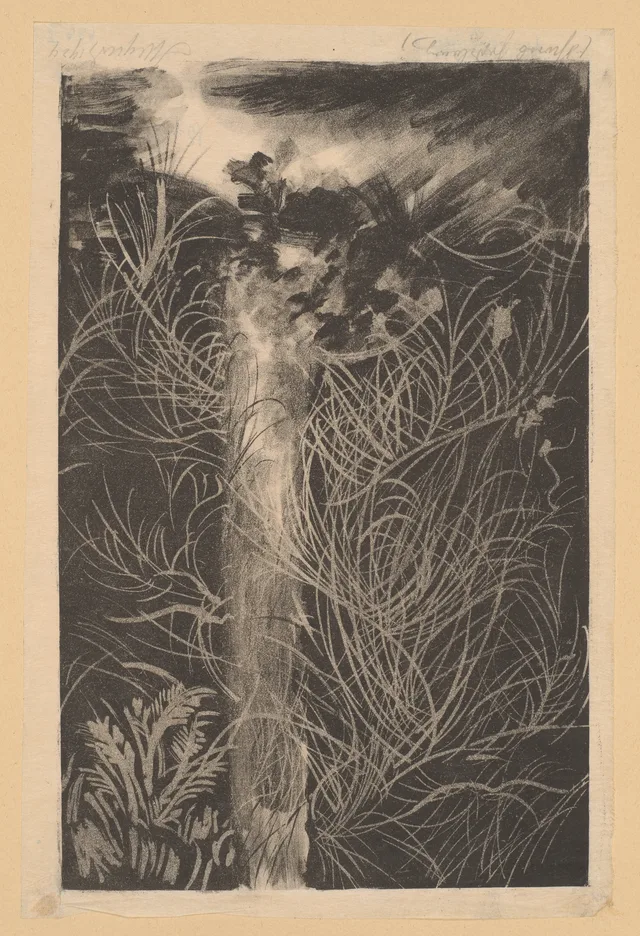 Tronco de abeto com galhos secos