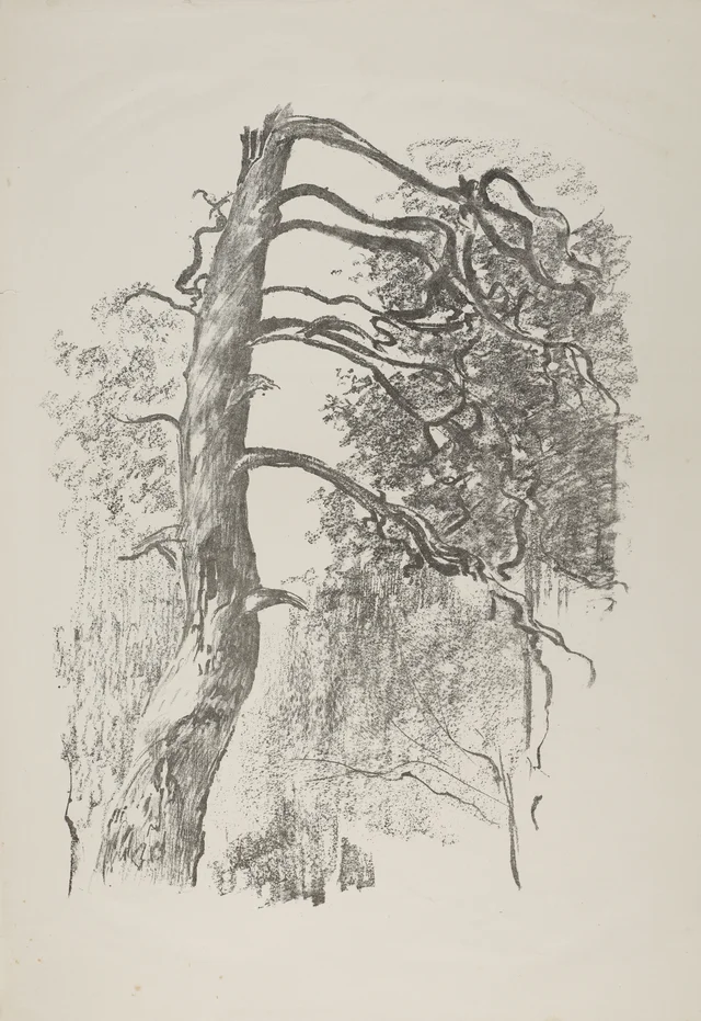 Pinheiro
