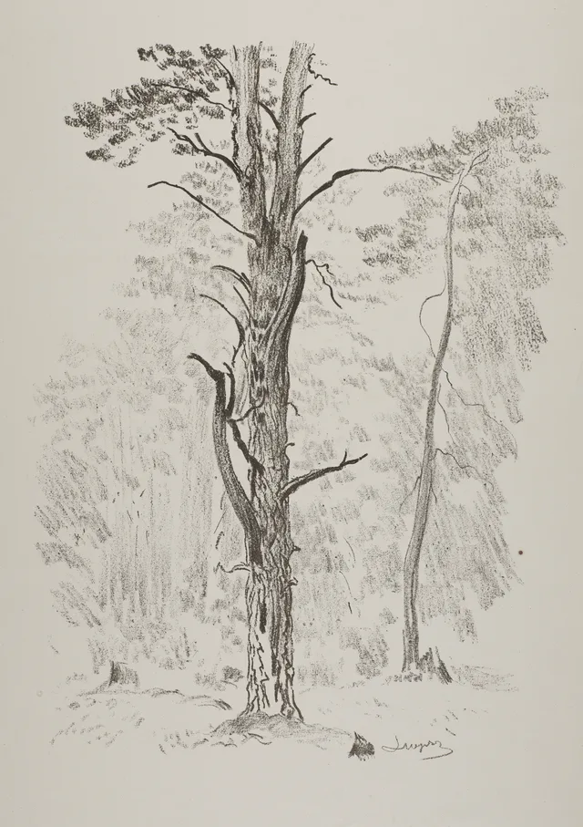 Pinheiro diante da floresta
