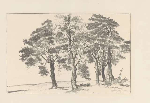 Pinheiros à beira da estrada
