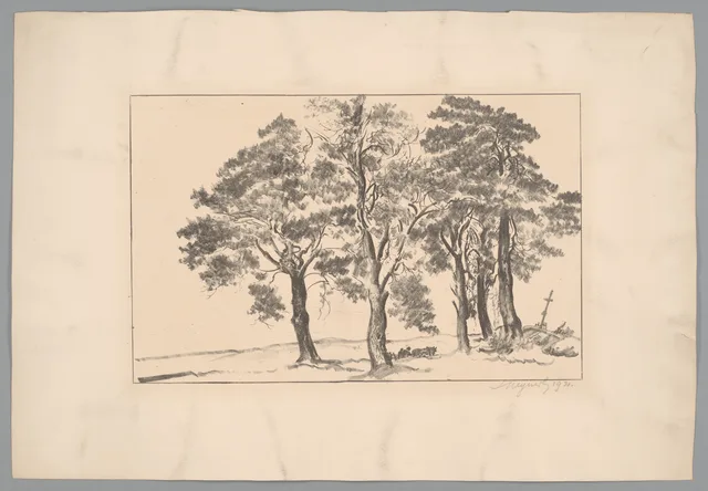 Pinheiros à beira da estrada em Wołczeck