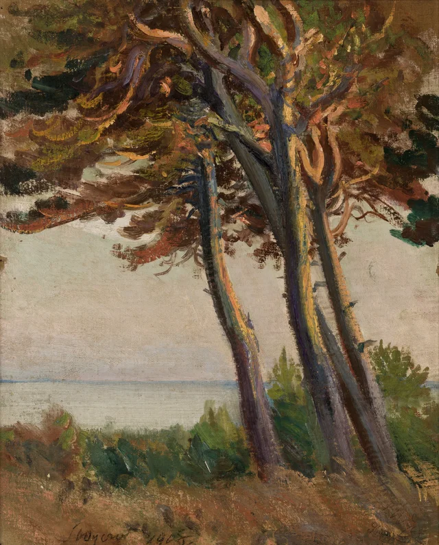 Pinos en Połąga