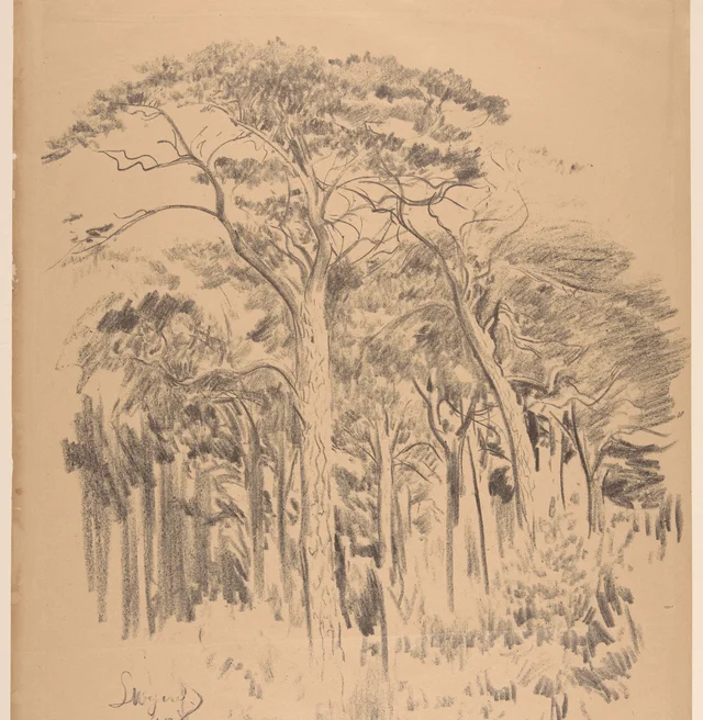 Pinheiros de Palanga