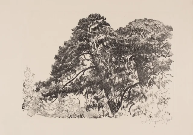 Pinheiros de Palanga
