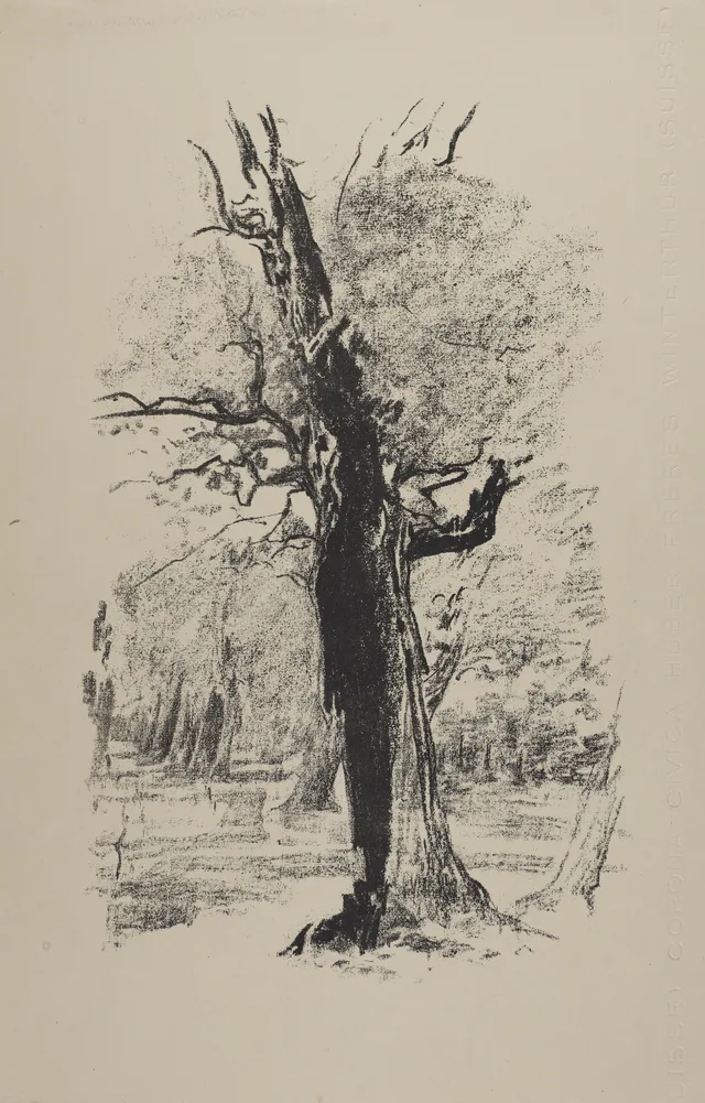 A árvore seca diante da floresta