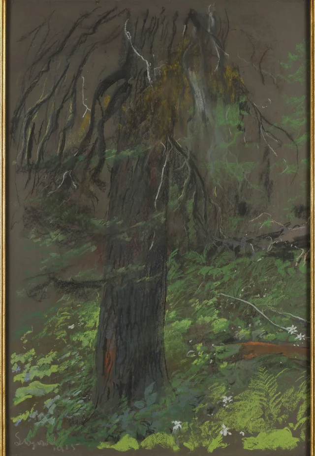 Spruce, Leon Wyczółkowski