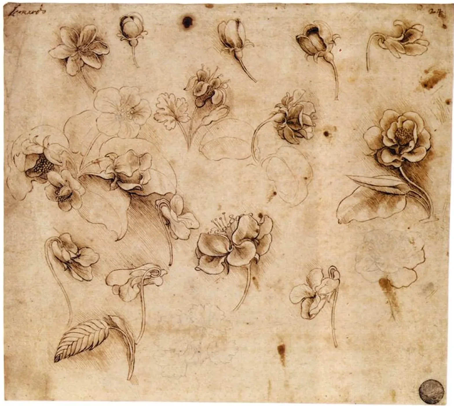 Un épi de grande brize (Briza maxima), des violettes (Viola spec.) et peut-être une fleur de poirier (Pyrus communis), Léonard de Vinci