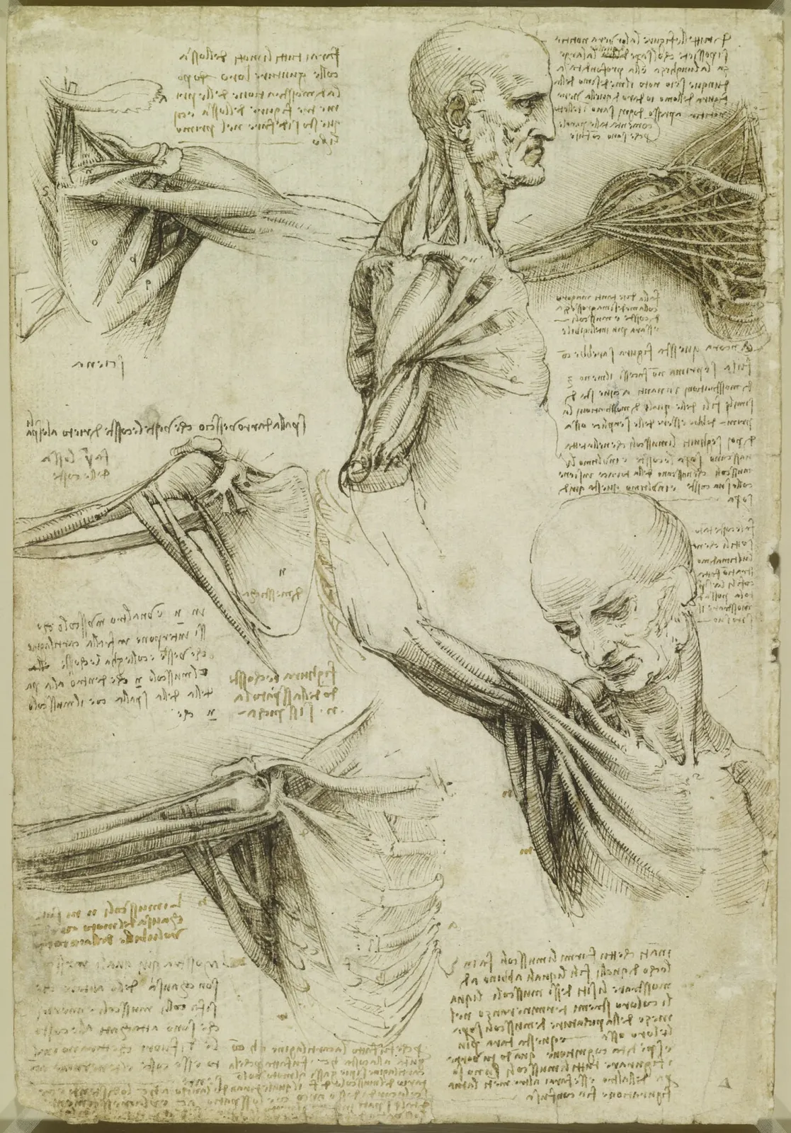 Anatomical Analysis of the Movements of the Shoulder and Neck, Leonardo da Vinci