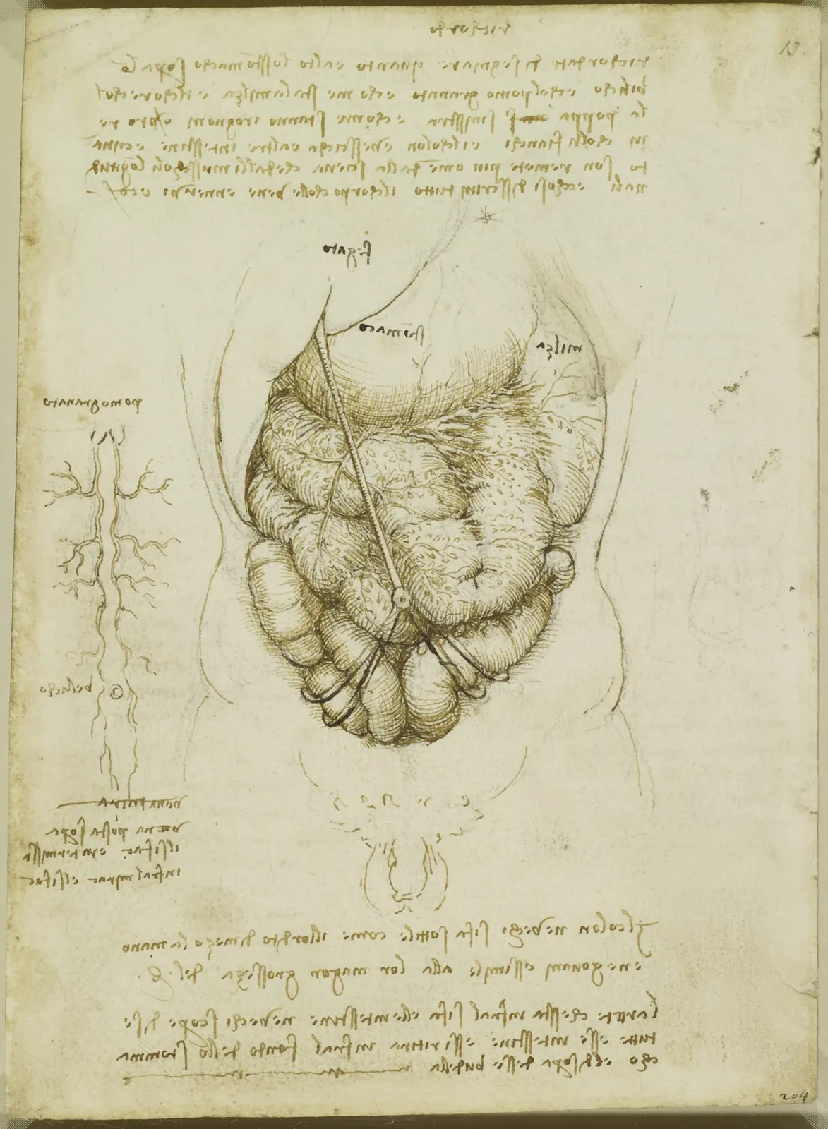 Anatomical drawing of the Liver, Stomach, Spleen and Large Intestine, Leonardo da Vinci