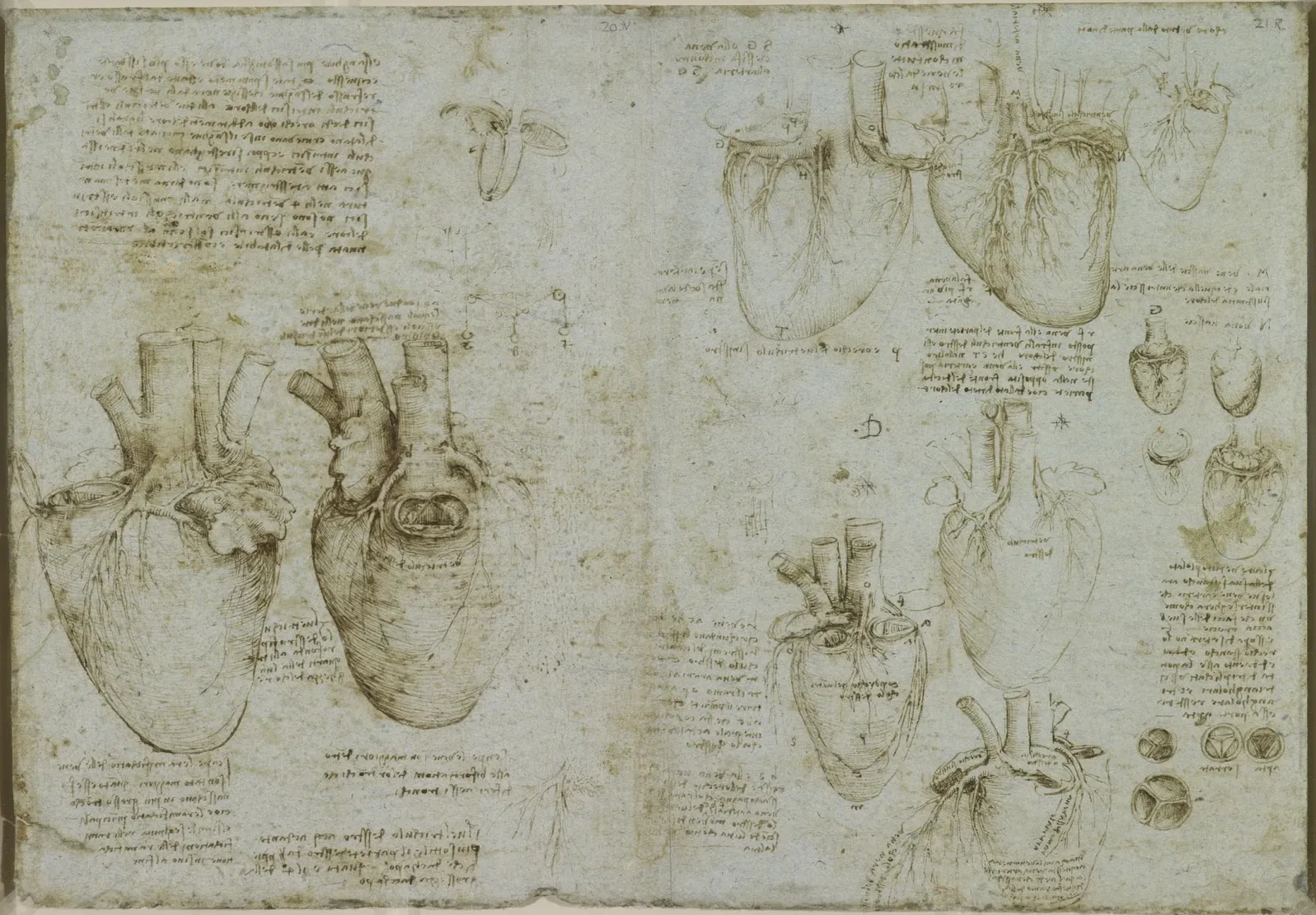 Anatomical Drawings of the Heart and its Blood Vessels, Leonardo da Vinci