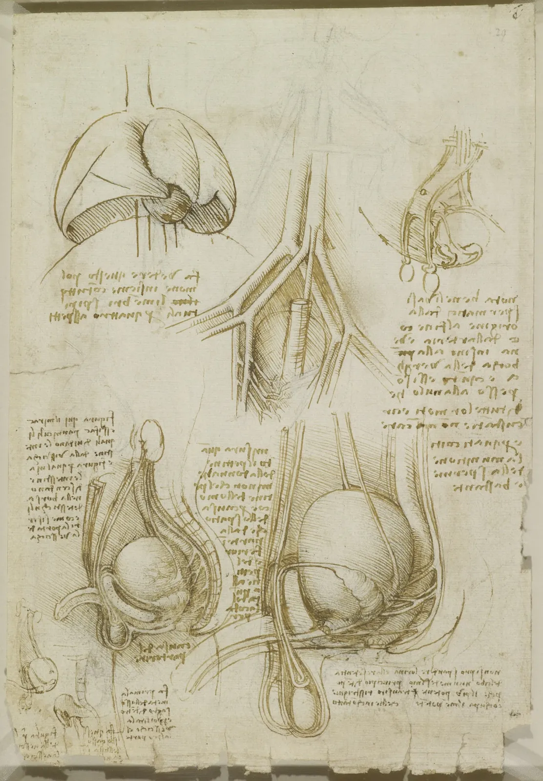 Anatomical Drawings of the Male Genitalia with Blood Vessels and Spermatic Ducts, Leonardo da Vinci