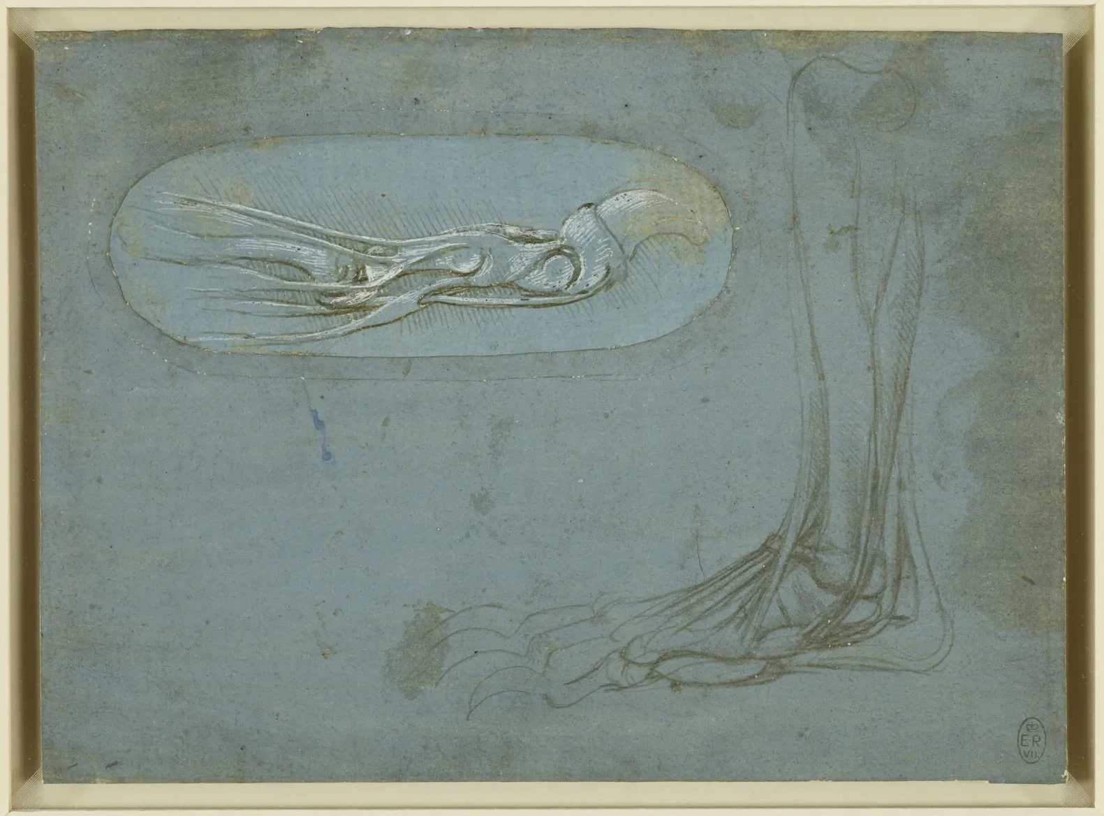 Études anatomiques d'une patte d'ours, Léonard de Vinci