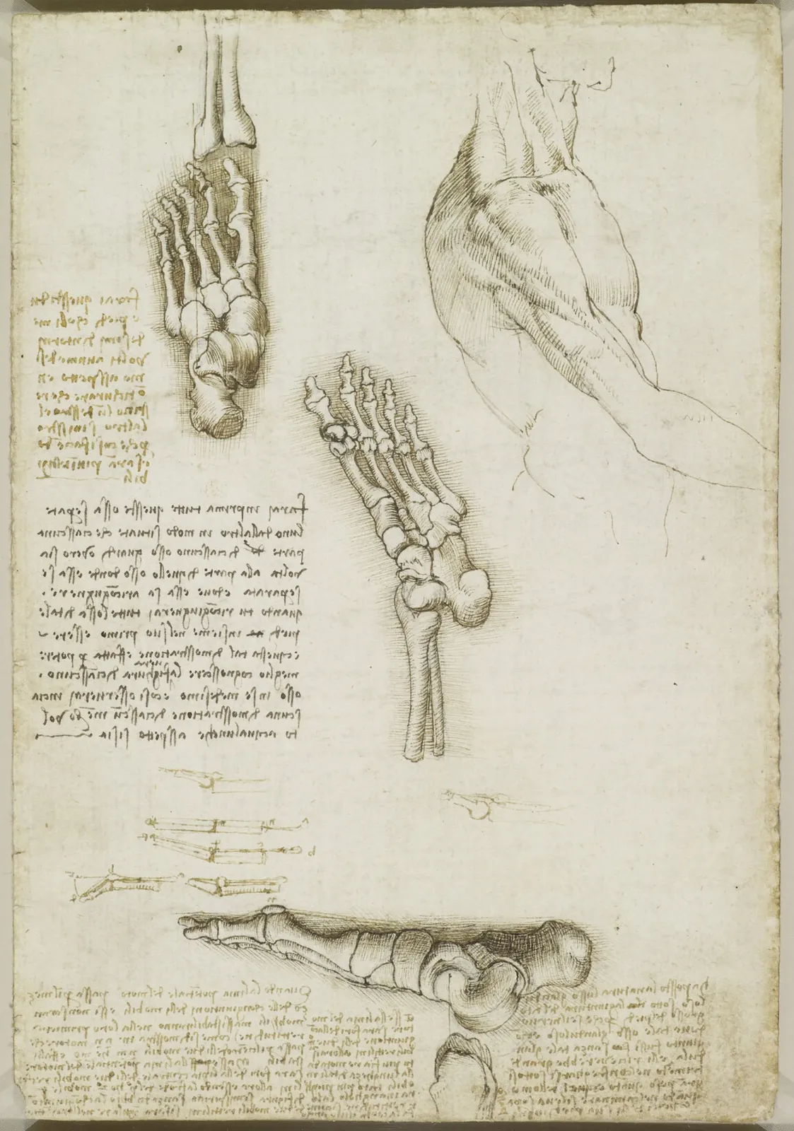 Anatomical Studies of the Bones of the Foot and Study of the Shoulder, Leonardo da Vinci