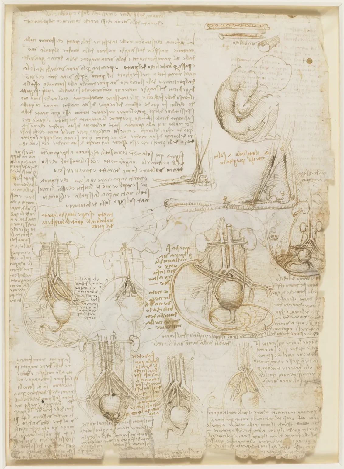 Anatomical Studies of the Developing Foetus, Leonardo da Vinci