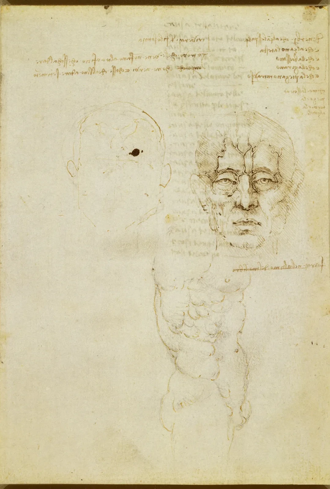 Anatomical Studies of the Facial Nerves, Leonardo da Vinci