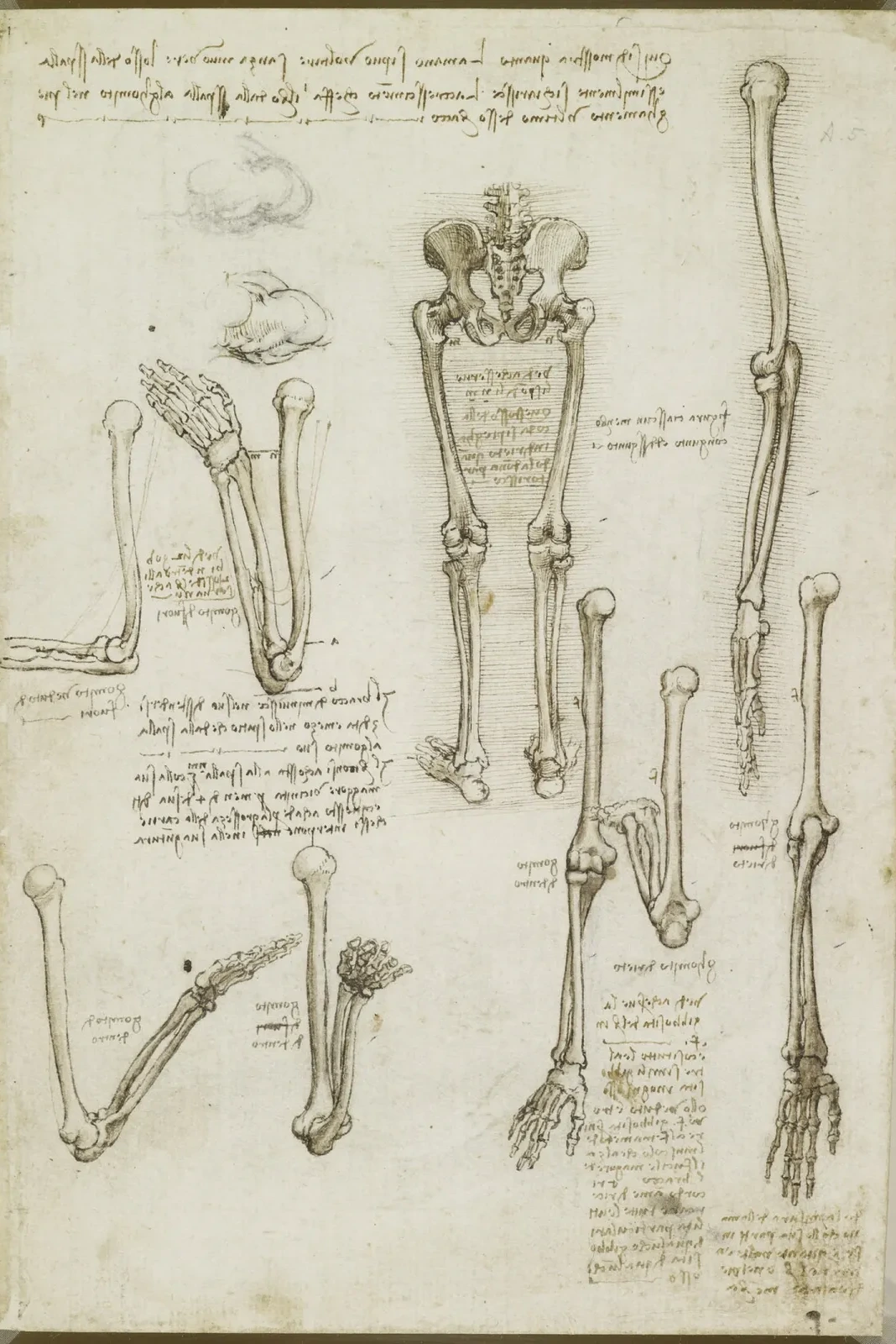 Anatomical Studies of the Female Pelvis, the Coccyx and the Lower Limbs and of the Rotation of the Arm (Pronation and Supination), Leonardo da Vinci