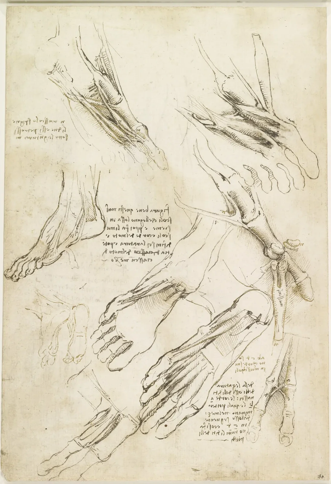 Études anatomiques du pied, Léonard de Vinci
