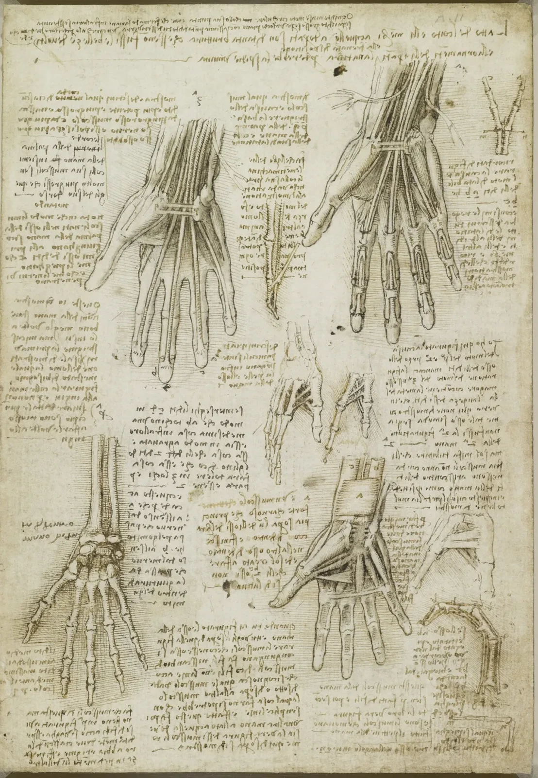 Anatomical Studies of the Hand, Leonardo da Vinci