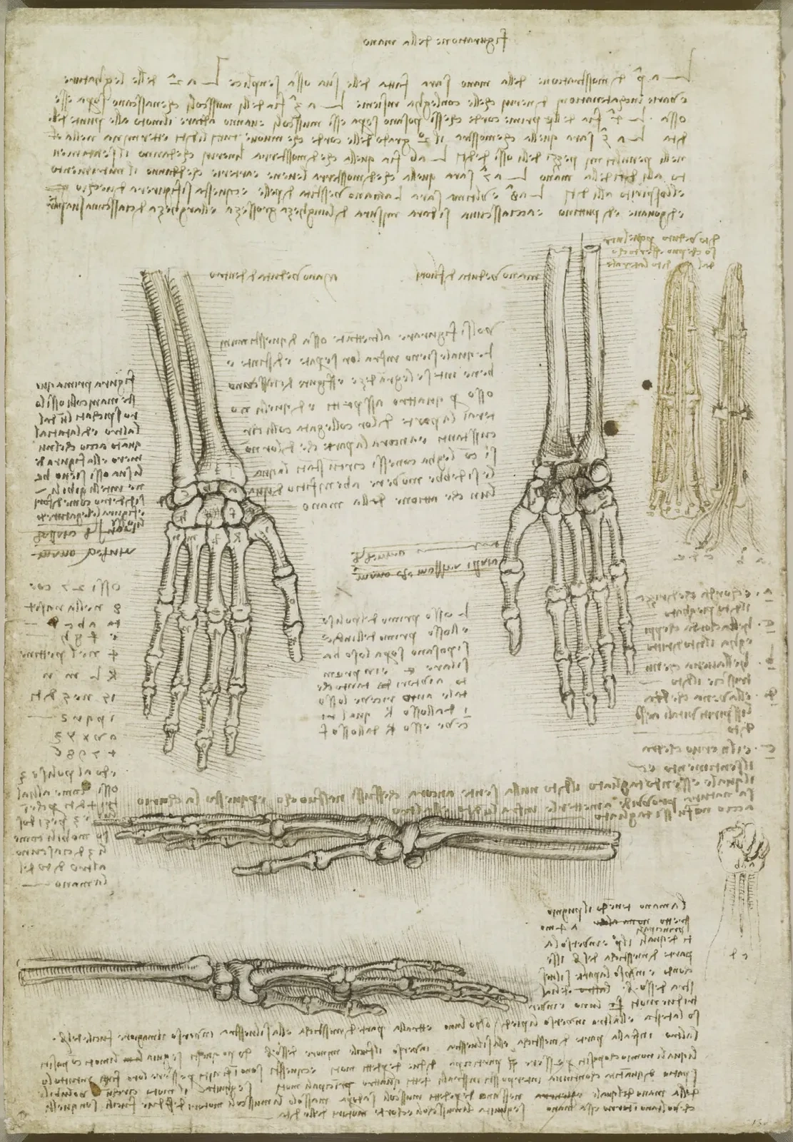 Anatomical Studies of the Hand, Leonardo da Vinci