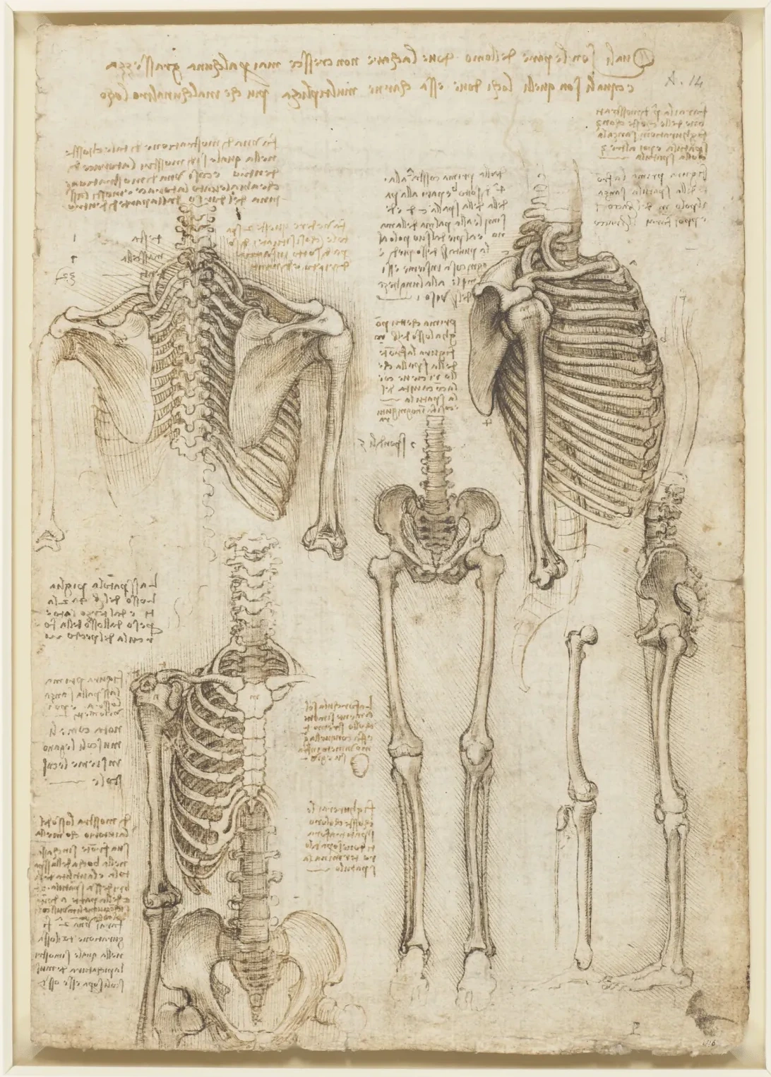 Études anatomiques du squelette humain, Léonard de Vinci