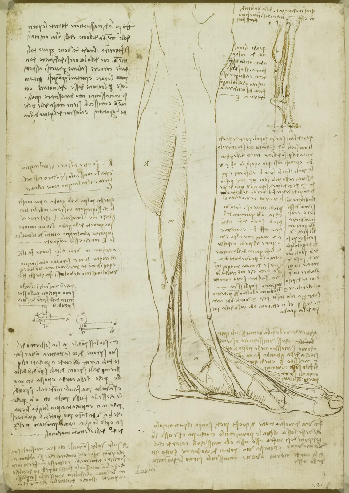 Anatomical Studies of the Movement of the Heel and the Ankle, and Investigations into the Calf Muscles, Leonardo da Vinci