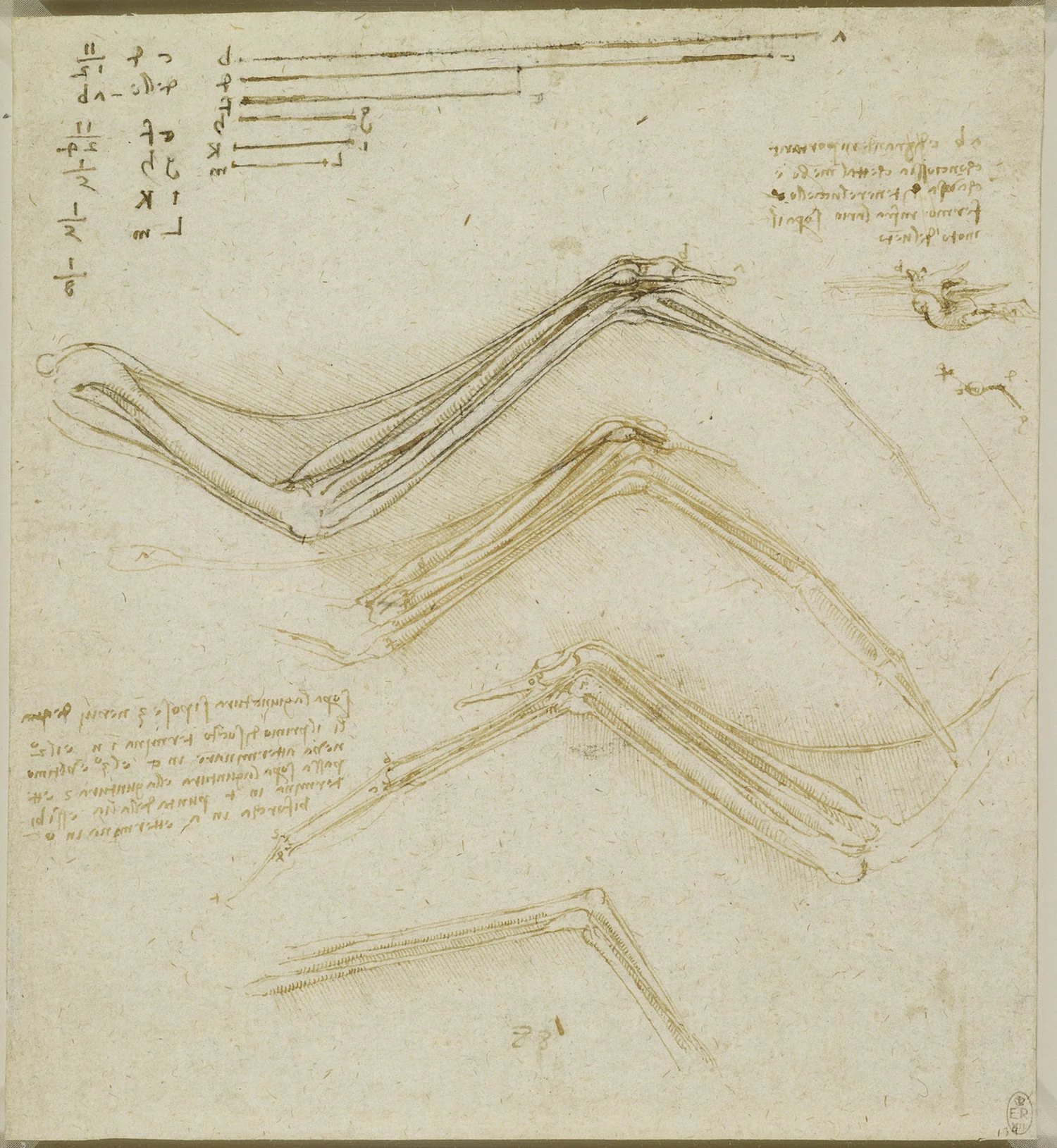 Anatomical Studies of the Muscles and Tendons of a Bird's Wing, Leonardo da Vinci
