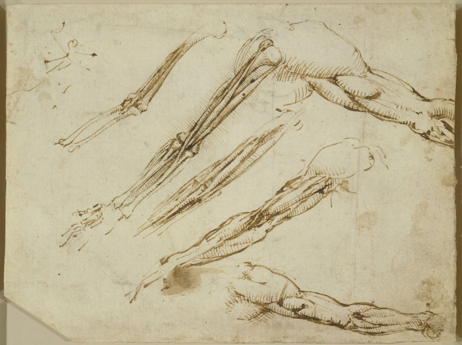 Études anatomiques des muscles des bras, Léonard de Vinci