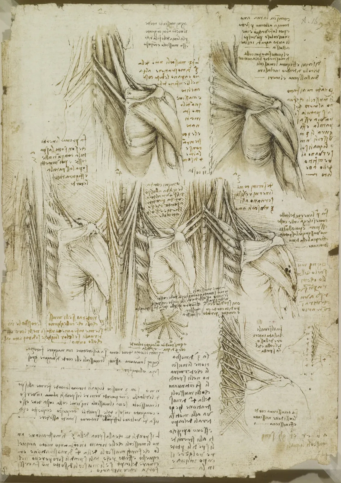 Études anatomiques des muscles du dos, Léonard de Vinci