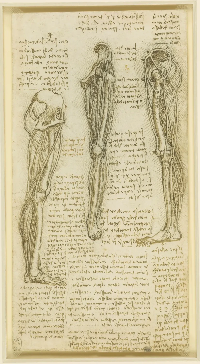 Études anatomiques des muscles de la jambe, Léonard de Vinci