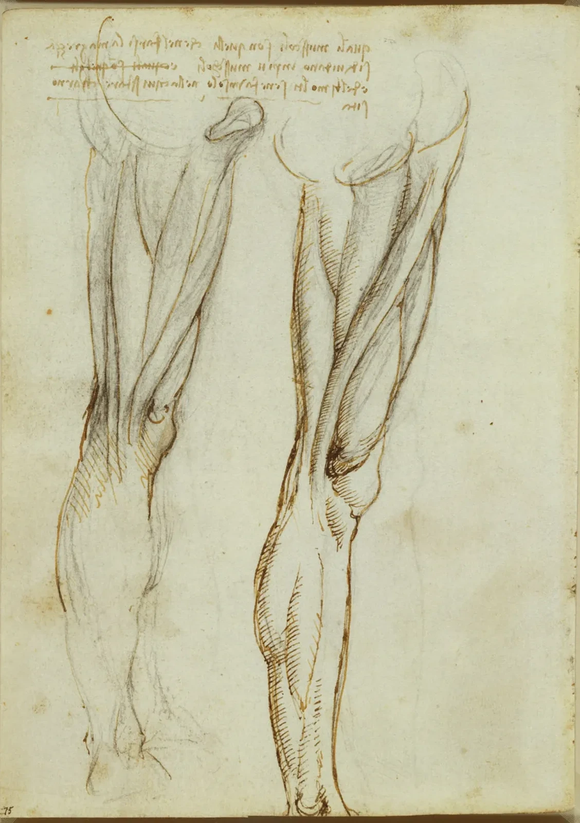 Études anatomiques des muscles de la jambe, Léonard de Vinci