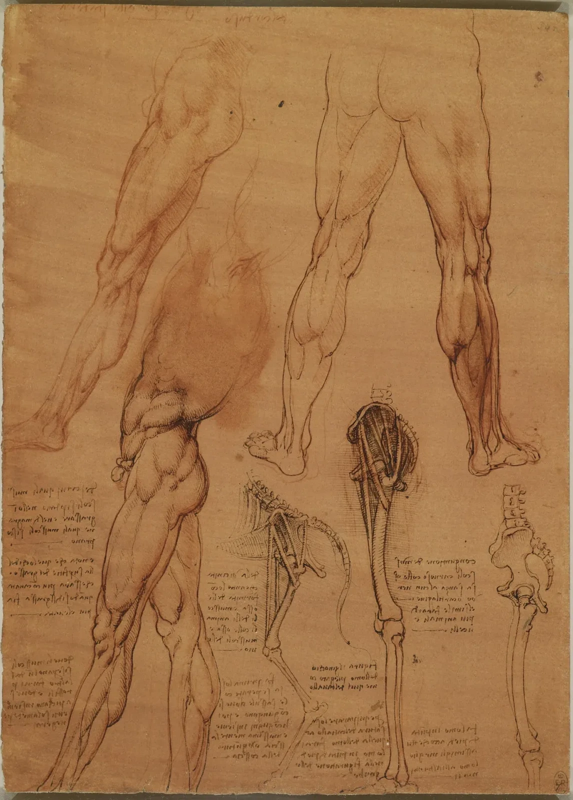 Anatomical Studies of the Muscles of the Legs and a Comparison of these Muscles in Man and Horse, Leonardo da Vinci