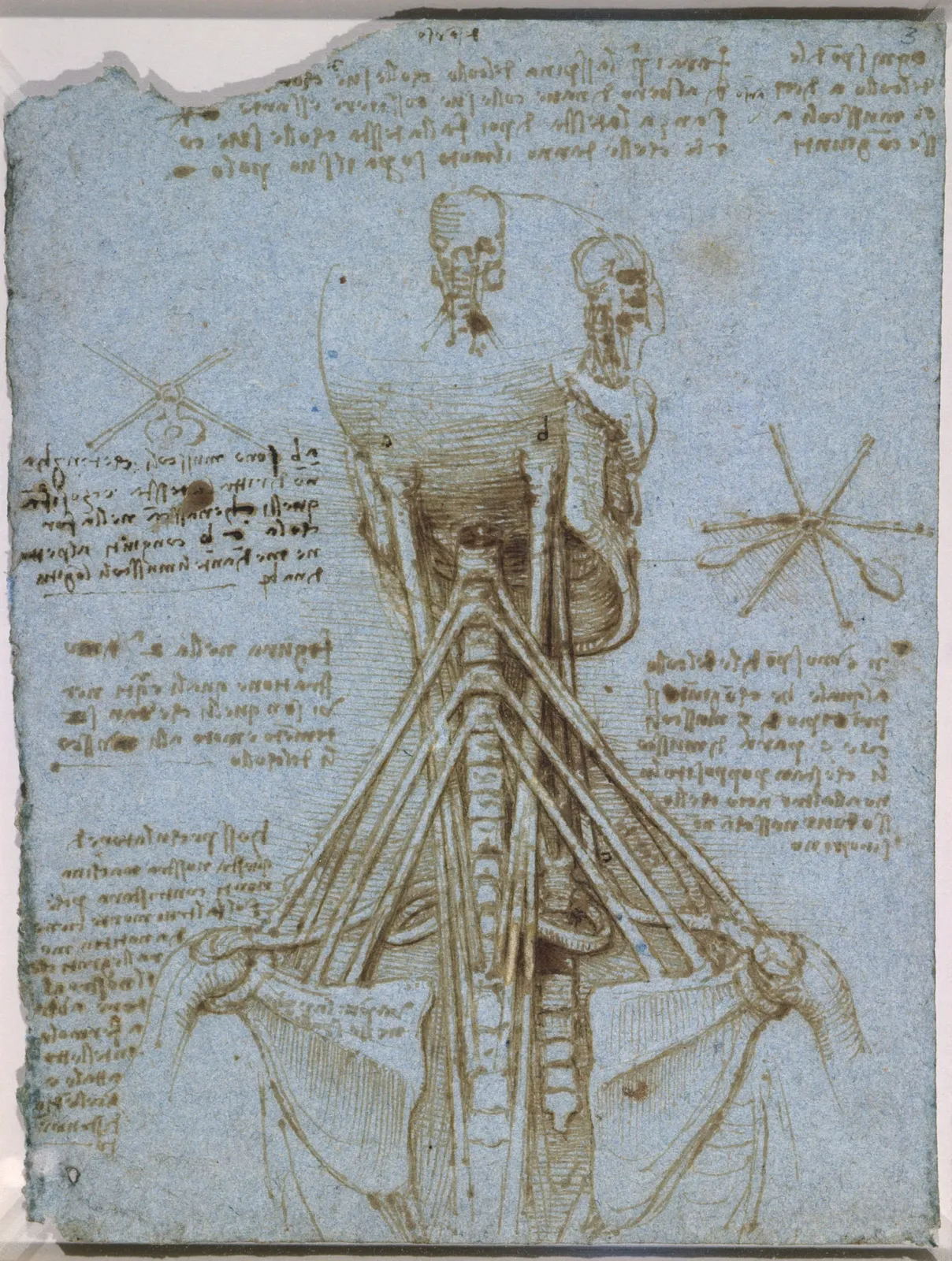 Anatomical Studies of the Muscles of the Neck and Shoulder, Leonardo da Vinci